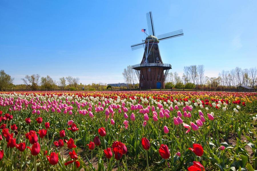 Windmill behind tulips in Holland, Michigan