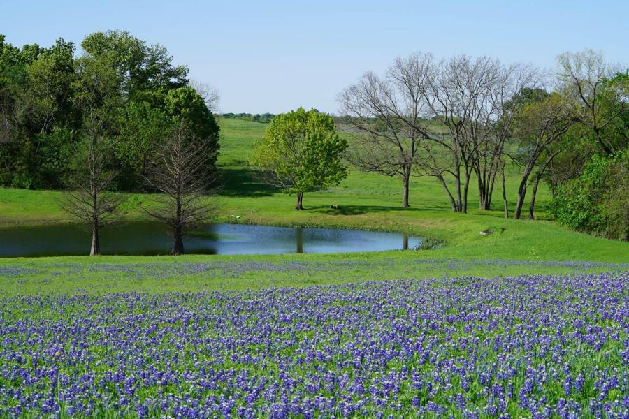 Field of bluebonnets and lake in Texas
