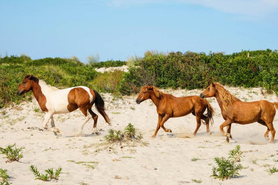Several horses on Assateague Beach