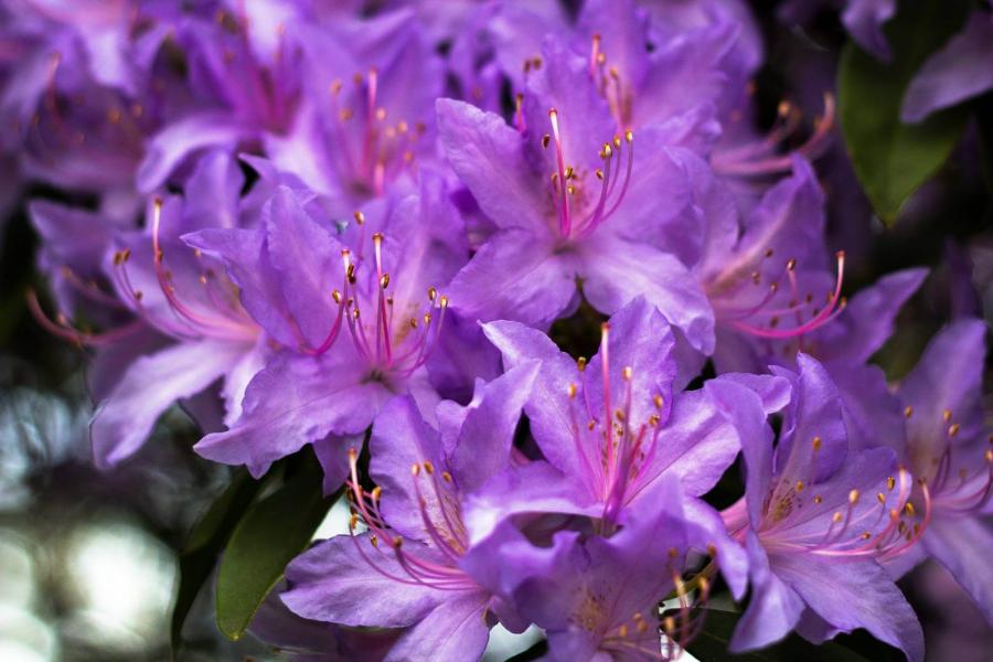 Close up of a purple azalea flower