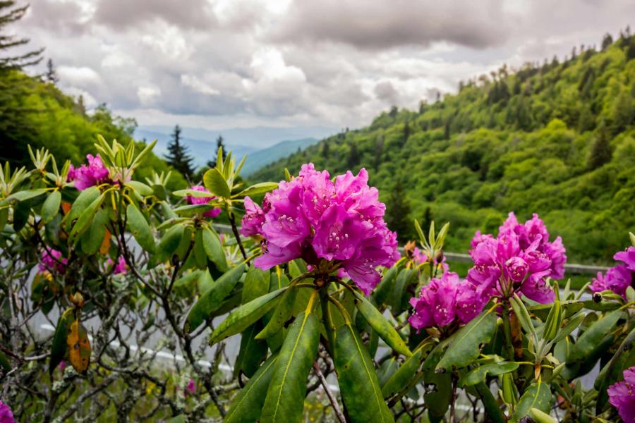 View of a rhododendron flower with the Smoky Mountains behind it